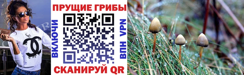 Псилоцибиновые грибы Cubensis  Купить где  Гурьевск 